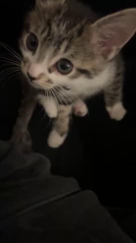 Happy kitten wanting some cuddles 