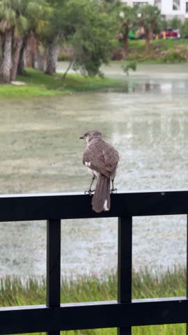 DOLLY SHOT - A brown bird perched on a rail in Orlando, Florida, USA.
