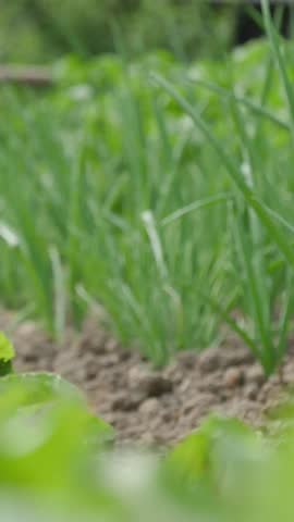 Green onion plants growing in rows on dry cultivated soil