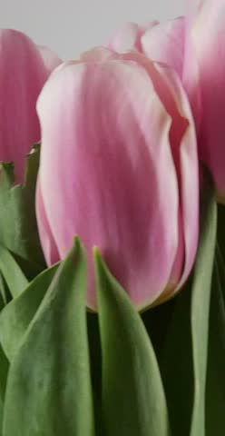 Pink Tulip Macro with Green Leaves – Spring Floral Background