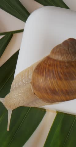 Snail on White Background with Green Leaf