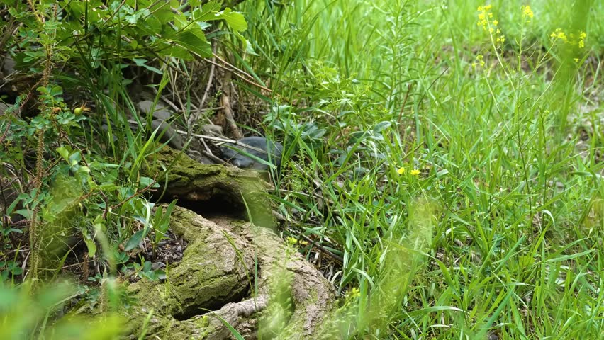 Close-up shot of a beautiful Eurasian Hoopoe bird with its distinctive crown of feathers and long, curved bill, searching for insects and food on the ground amidst vibrant green vegetation in the natu