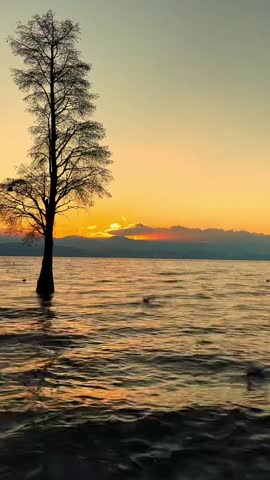 Vertical footage capturing a peaceful sunset scene over a lake (likely Erhai Lake). A lonely tree stands in the shimmering water as a silhouette against the orange golden sky. Birds (seagulls) are swimming and flying. Includes ambient sound of gentle water waves and nature.
