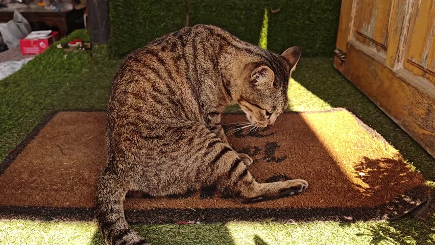 A close-up image of a cute little gray tabby cat resting on the floor.