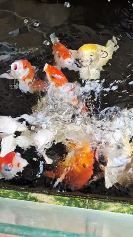Video of Koi fish in a pond