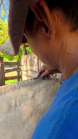 Vertical shot from behind of man trimming white horse mane on farm