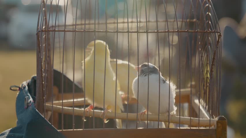 A pair of Harz roller birds display their unique behaviors in a cage at the bird and animal market. Enjoy watching their charming interactions in the sun.