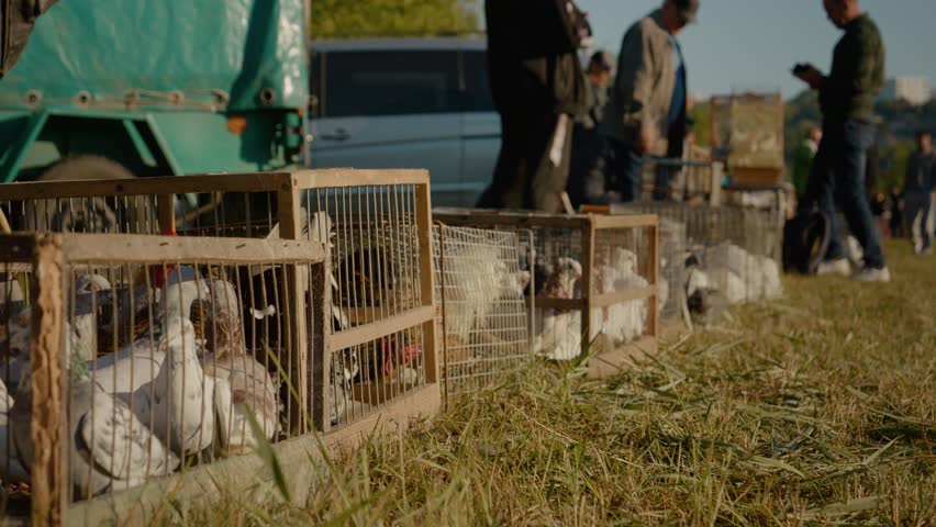 People browse through cages filled with pigeons at the bird and animal market, enjoying the lively atmosphere and variety of birds available for sale.