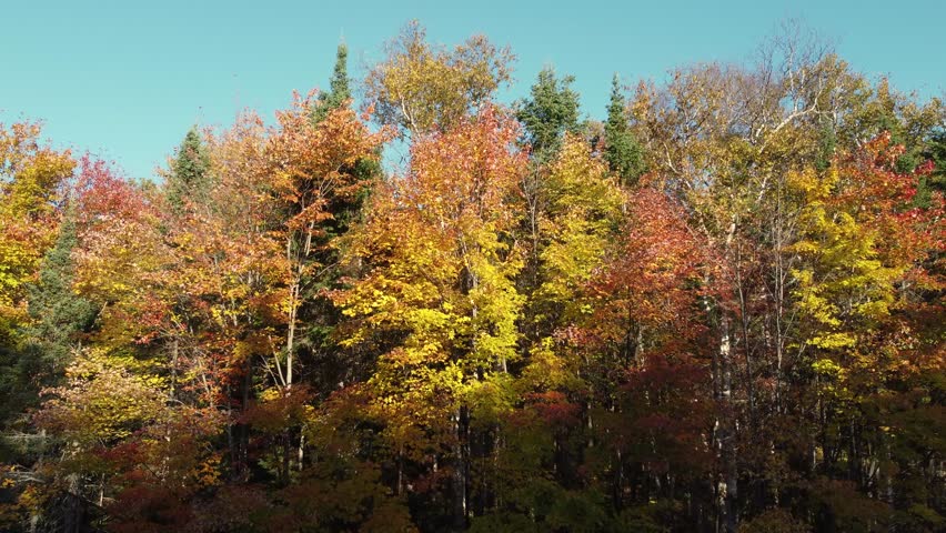 Aerial view of vibrant autumn forest with colorful trees under clear blue sky during peak fall season
