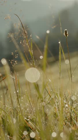 Vertical Screen: Morning light reveals a serene mountain landscape with pastures covered in dew. Nature awakens as the sun rises, casting a warm glow over the vibrant greenery.