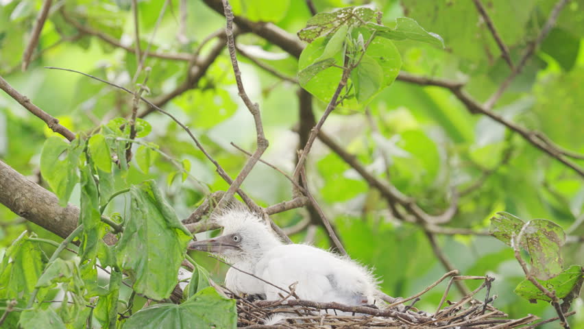 young eastern cattle egret bird, ardea coromanda, in nest on tree with adult in tropics, bali, indonesia, southeast asia