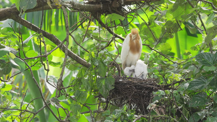 Eastern cattle egret, ardea coromanda, a species of heron, adult and young in bird nest in tree, petulu, bali, indonesia, southeast asia