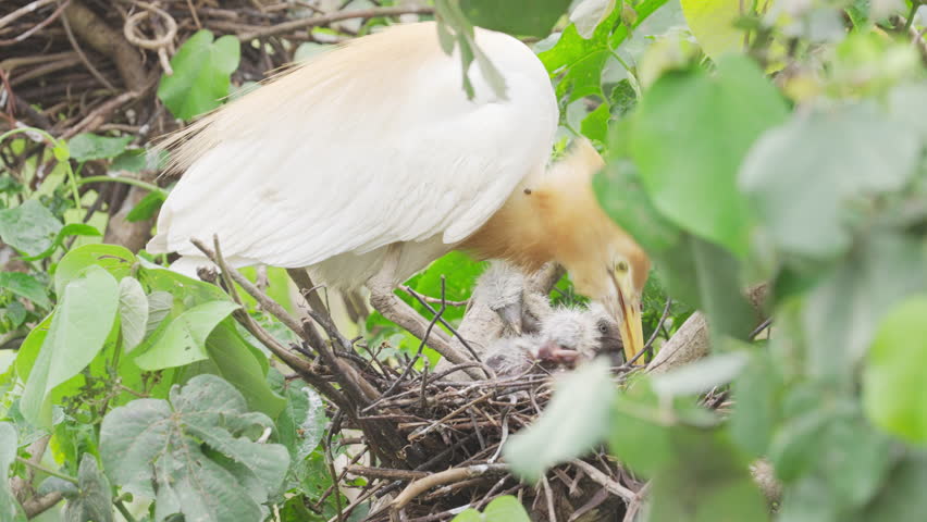 a mother eastern cattle egret bird feeding her young or baby in the nest on tree in petulu, bali, indonesia