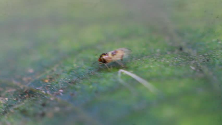 house fly Close-Up Macro nature background 