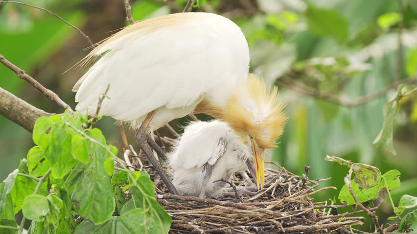An eastern cattle egret mother bird feeding her young or chick or baby in the nest on tree, by regurgitating food, wild animal behaviour or ritual, bali, indonesia, southeast asia, slow motion