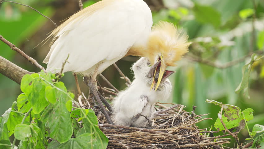 An eastern cattle egret mother bird feeding her young or chick or baby in the nest on tree, by regurgitating food, wild animal behaviour or ritual, bali, indonesia, southeast asia, slow motion