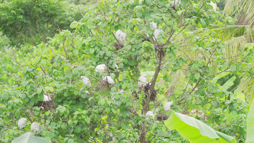 A colony of young eastern cattle egrets in nests on a tree in petulu, bali, indonesia, asia, cute tropical birds in the wild