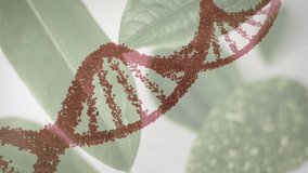 Animation of dna structure spinning over close up of leaves against grey background. Medical research and science technology concept - Powered by Shutterstock - Get 15% off with code: PIKWIZARD15