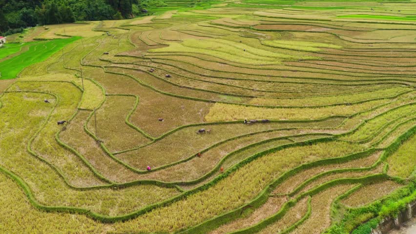 Golden rice terraces spread across a mountain valley with rural village and green hills in the background. Scenic agricultural landscape showing traditional farming, harvest season, and peaceful countryside life in Asia.