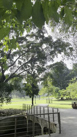 Cinematic view of a peaceful pathway winding through a lush botanical garden with large trees and green grass. Warm morning sunlight filters through the canopy, illuminating the walking trail. Scenic outdoor landscape representing nature walks, healthy lifestyle, and tranquility