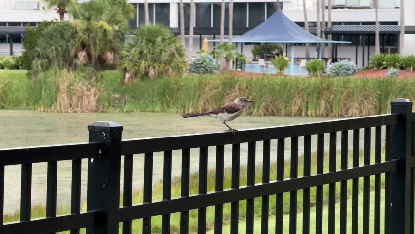 A brown bird perched on a rail in Orlando, Florida, USA.