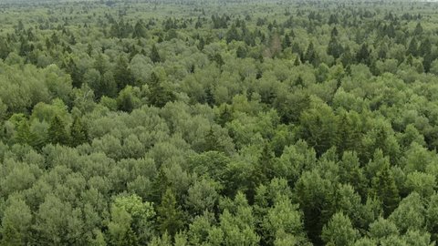 Drone Flight over Forest Landscape above