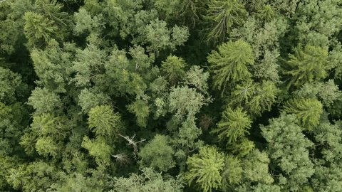 Aerial Drone Rotating Upward over Forest