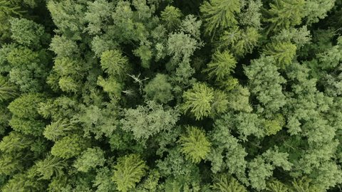 Drone Slow Descent above Forest Landscape