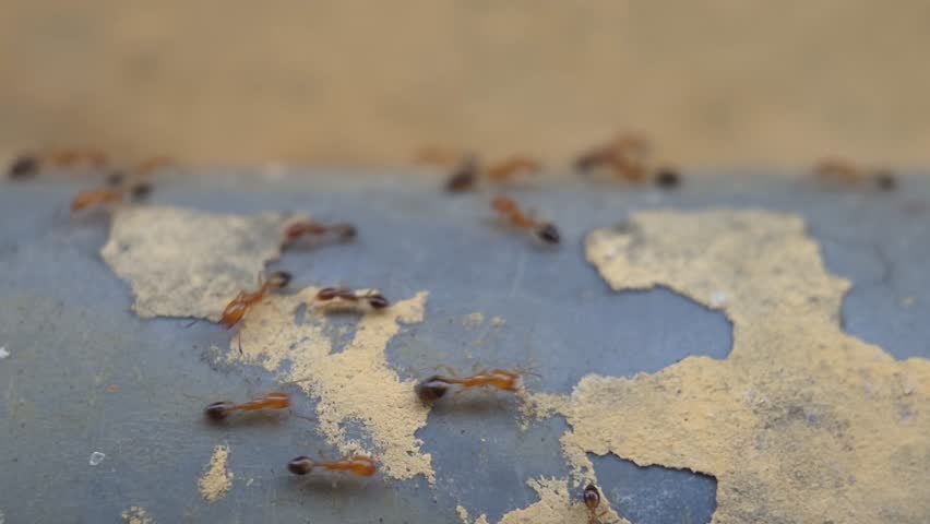 A group of red ants walking on a peeling wall during the day.