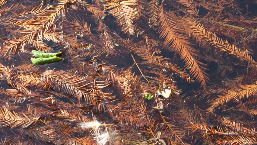 landscape, travel, bald pine, wooden, environment, foliage, calm, outdoor, orange, cypress, tour, yellow leaves, tree, relax, countryside, green, park, meadow, forest road, vacation, bald, grass, plantation, taxodium, yilan, mountain, ecology, secret, tourism, pine
