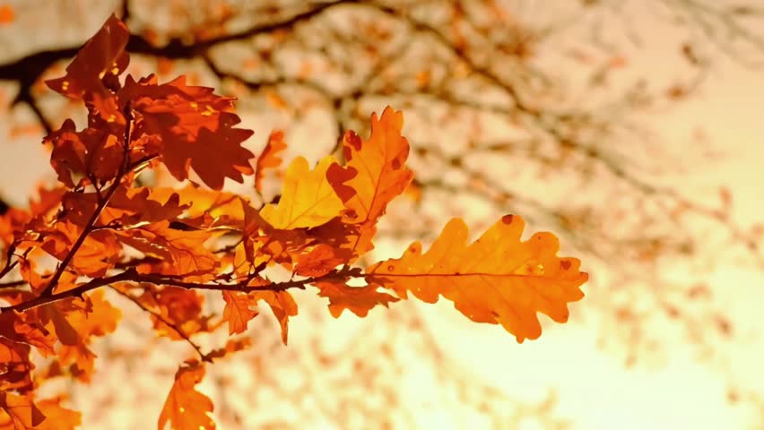 Autumn leaves in vibrant reds, oranges, and yellows cling to tree branches, creating a colorful canopy. A scenic seasonal nature scene capturing the beauty of fall foliage, forest textures, and the warm glow of autumn landscapes.