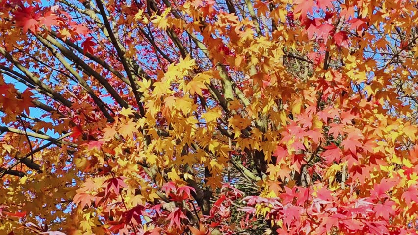 Autumn leaves sway gently in the wind on tree branches, showcasing warm reds, oranges, and yellows. A scenic fall nature scene capturing movement, seasonal colors, and the dynamic beauty of autumn landscapes.