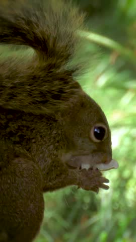 A Squirrel eating peanut vertical video. 