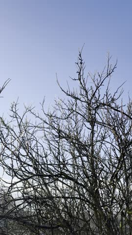 Sound of a beautiful winter morning