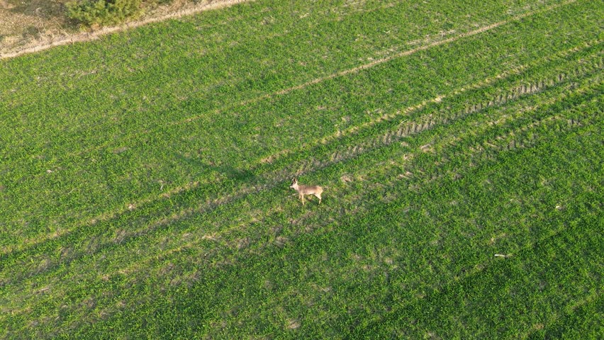 Drone image of deer spotting the camera above