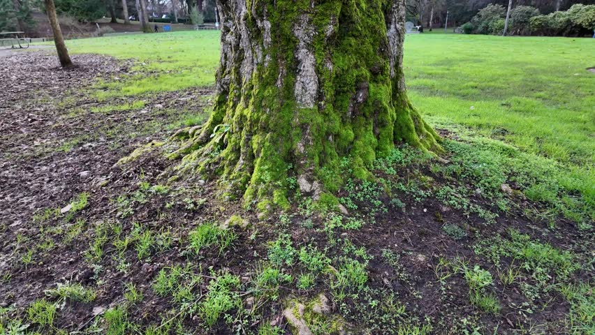 4K smooth stabilized video footage of a large tree trunk covered with vibrant green moss in an urban park in Portland Oregon USA. Detailed close view highlights textured bark, natural growth patterns, and fresh greenery surrounded by open grass and trees in a calm outdoor environment. Captured with a pocket camera and gimbal stabilization, the footage is steady and cinematic. Ideal for nature backgrounds, environmental themes, sustainability concepts, forest details, urban green spaces, relaxation visuals, mindfulness content, educational use, presentation backgrounds, marketing media, and natural texture footage.