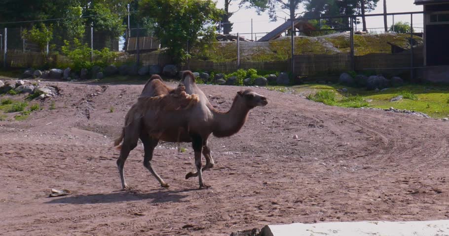 Bactrian camel (camelus bactrianus) walking, is distinguished by having two humps in summer, Korkeasaari Zoo, Helsinki, Finland.