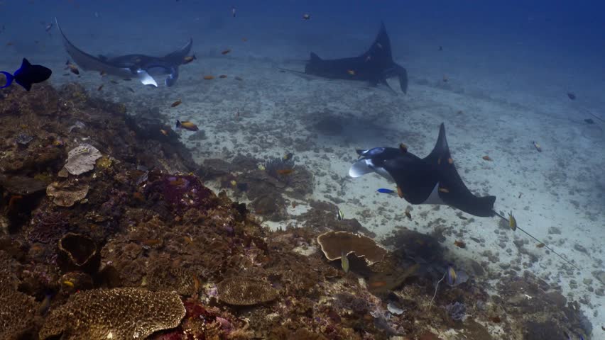 Majestic group of Manta Rays swimming over coral reef in clear blue tropical ocean. Underwater wide angle shot of marine life in their natural habitat