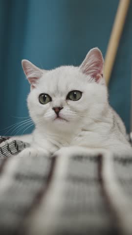 A white British Shorthair kitten is watching a moving object. 4k video.