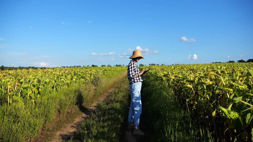 Female agronomist using digital tablet at sunflower meadow at sunny day. Adult farmer monitoring harvest at yellow flower field at sunset. Beautiful scenic landscape. Concept of agricultural business