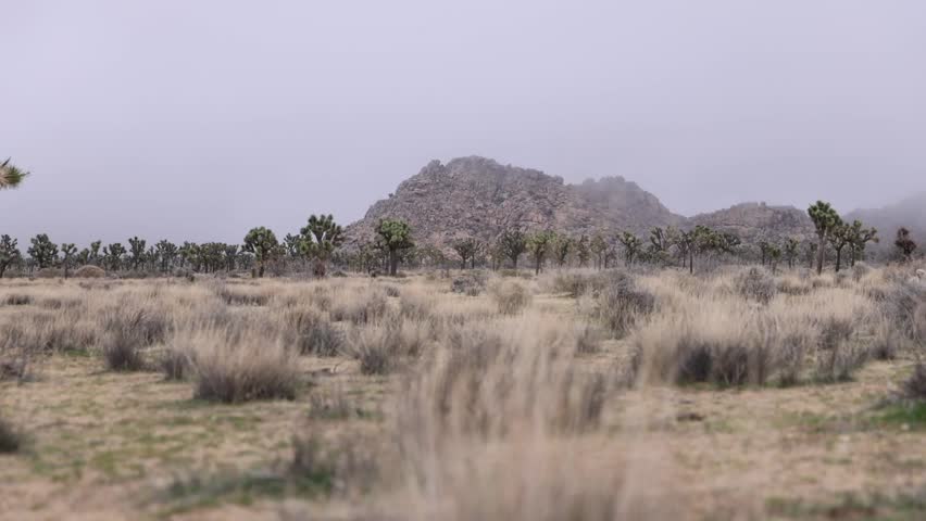 Joshua Tree National Park Landscape with Wind Blown Grass and Desert Rocks