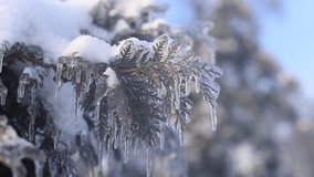 A frozen pine covered in ice stands beside bare birch trees glazed with sleet. Wet snow is falling in flurries, and snowflakes stick together through adhesion, clinging to the branches of oaks and maples alike. Sheets of snow slowly blanket the forest floor while thick snow mixed with rain is moving in, blurring the outlines of every tree - Powered by Shutterstock - Get 15% off with code: PIKWIZARD15