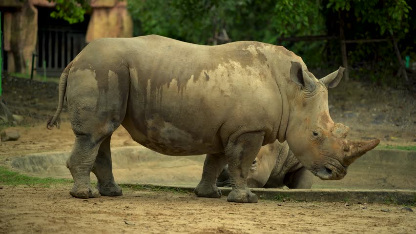 Two African rhinos in a zoo