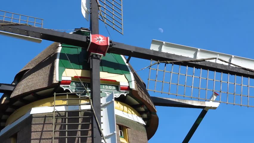 Close up of a Dutch windmill palm