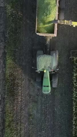 Combine Harvesting Corn for Silage Chopping in Field