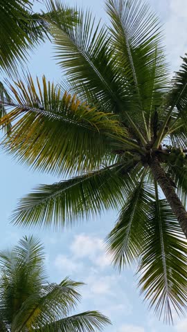 palm trees in a beautiful sky