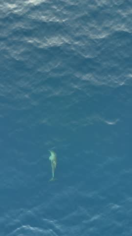 Aerial vertical drone footage of a single dolphin swimming near the surface of the sea, occasionally jumping out of the water and spraying sea mist while breathing. Captured in natural ocean environment, showcasing marine wildlife behavior, freedom, and aquatic life in clear blue water.