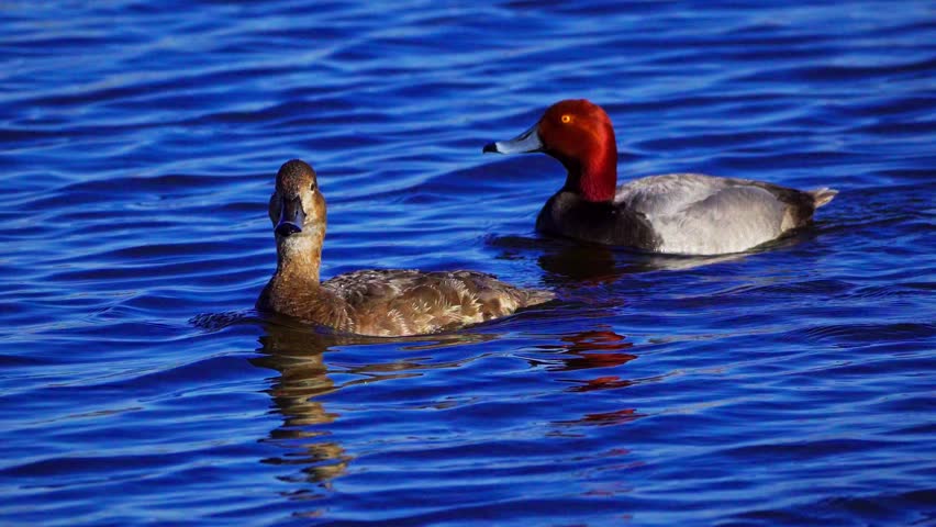 Real-time 4K footage of redhead ducks (Aythya americana) swimming peacefully on a calm natural lake. A serene wildlife scene highlighting waterfowl behavior and the tranquil beauty of the lake environment.