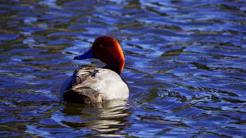 Real-time 4K footage of redhead ducks (Aythya americana) swimming peacefully on a calm natural lake. A serene wildlife scene highlighting waterfowl behavior and the tranquil beauty of the lake environment.