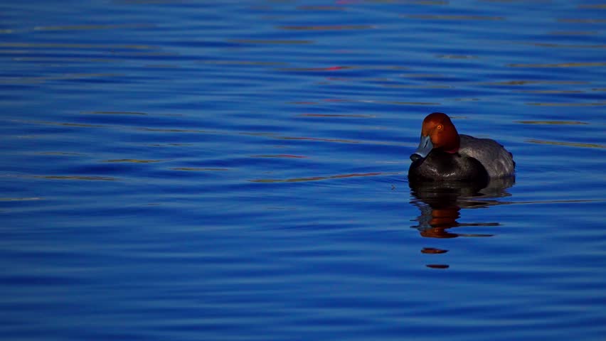 Real-time 4K footage of redhead ducks (Aythya americana) swimming peacefully on a calm natural lake. A serene wildlife scene highlighting waterfowl behavior and the tranquil beauty of the lake environment.